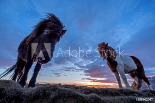 Picture of The looks of the horses